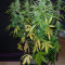 Sugar Black Rose Auto (Delicious Seeds) Cannabis-Samen