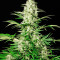White Russian (Serious Seeds) Cannabis-Samen