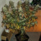 Y Griega (Medical Seeds) Cannabis-Samen