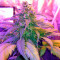 Amnesia (World of Seeds) Cannabis-Samen