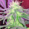 Ketama (World of Seeds) Cannabis-Samen