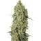Chronic (Serious Seeds) Cannabis-Samen