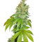 Kushberry (DNA Genetics) Cannabis-Samen