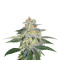 Russian Doll (Kannabia Seeds) Cannabis-Samen