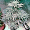 Bubba Kush Autoflowering (Dinafem Seeds) Cannabis-Samen