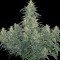 CBD-Chronic (Serious Seeds)