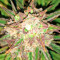 Fruit Punch Auto feminisiertes Saatgut (Heavyweight Seeds)