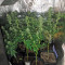 Industrial Plant (Dinafem Seeds) Cannabis-Samen