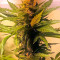 Northern Light X Big Bud (World of Seeds) Cannabis-Samen