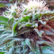 Ladyburn 1974 (GHS) Cannabis-Samen