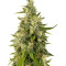 Trainwreck regular (Humboldt Seeds Organization) Cannabis-Samen