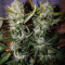 Pineapple Express Auto feminisierte Samen (Fast Buds)