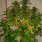 Cotton Candy Kush (Delicious Seeds) Cannabis-Samen