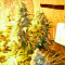 Chronic Haze (World of Seeds) Cannabis-Samen