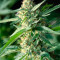Jamaican Dream (Eva Seeds) Cannabis-Samen