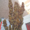 Lemon Kush (Female Seeds) Cannabis-Samen