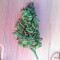 OG Kush Auto (Humboldt Seeds Organization) Cannabis-Samen