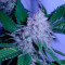 White Berry (VIP Seeds) Cannabis-Samen