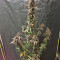 Dark Devil Auto (Sweet Seeds) Cannabis-Samen