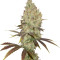 Red Dragon (Barney's Farm) Cannabis-Samen