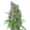 Sweet Trainwreck Auto (Sweet Seeds) Cannabis-Samen