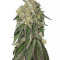 Amherst Sour Diesel (Humboldt Seeds Organization) Cannabis-Samen