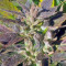 OG Kush (Dinafem Seeds) Cannabis-Samen