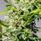 Sweet Tai (Sweet Seeds) Cannabis-Samen