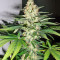 Utopia Haze (Barney's Farm) Cannabis-Samen
