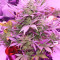 Flash Babylon Auto (Samsara Seeds) Cannabis-Samen