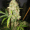 Jack Herer (Vision Seeds) Cannabis-Samen