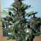 LSD-25 Auto feminisierte Samen