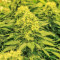 La Blanca Gold (Vision Seeds) Cannabis-Samen