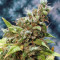 Point of No Return regular (Mandala Seeds) Cannabis-Samen