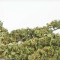 Sour Diesel Autoflowering (Dinafem Seeds) Cannabis-Samen