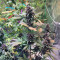 Devil Cream Auto (Sweet Seeds) Cannabis-Samen