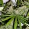 C99 (Female Seeds) Cannabis-Samen