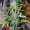 Fastberry Auto (Fast Buds) Cannabis-Samen