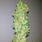 Magic Bud (Paradise Seeds) Cannabis-Samen