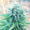 Marmalate Early Version (Delicious Seeds) Cannabis-Samen