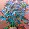 Northern Light X Big Bud (World of Seeds) Cannabis-Samen