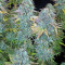 Serious Happiness (Serious Seeds) Cannabis-Samen
