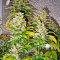 White Rhino (Nirvana Seeds) Cannabis-Samen