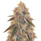 Jack Herer (Vision Seeds) Cannabis-Samen