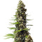 Serious 6 (Serious Seeds) Cannabis-Samen