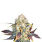 White Berry (Paradise Seeds) Cannabis-Samen