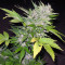 Sugar Gom Auto (Grass-O-Matic) Cannabis-Samen