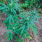 Auto Anubis (Pyramid Seeds) Cannabis-Samen