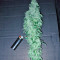 Chronic Haze (World of Seeds) Cannabis-Samen