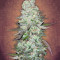 G14 Auto (Fast Buds) Cannabis-Samen